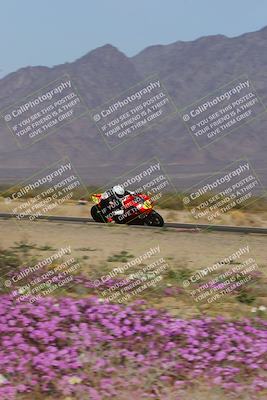 media/Feb-04-2023-SoCal Trackdays (Sat) [[8a776bf2c3]]/Turn 15 Inside Blooming (1050am)/